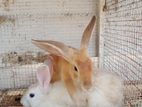 Rabbits