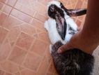 Rabbits