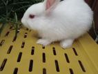 Rabbits