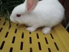 Rabbit