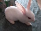 Rabbit