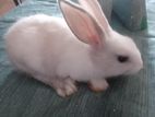Rabbit