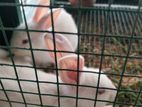 Rabbit
