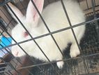 Rabbit