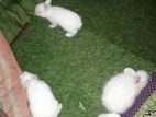 Rabbits