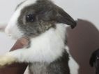 Rabbit