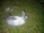 Rabbit