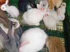 Rabbit