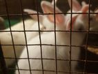 Rabbit