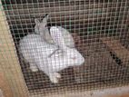 Rabbits