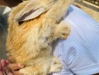 Rabbit