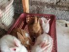 Rabbit