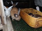 Rabbits