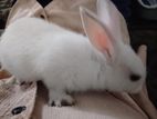 Rabbit