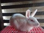 Rabbit