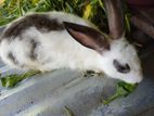 Rabbit