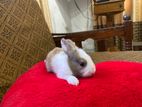 Rabbits