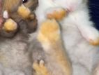 Rabbit