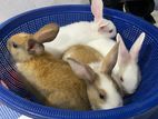 Rabbit