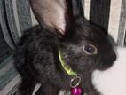 Rabbit