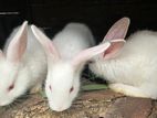 rabbit