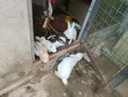 Rabbits