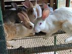 Rabbit