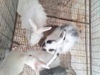 Rabbit
