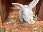 Rabbit