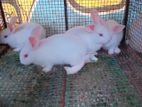 Rabbit