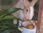 Rabbits