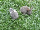 Rabbits