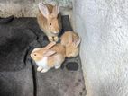 Rabbits