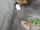 Rabbit