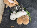 Rabbits