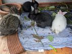 Rabbit