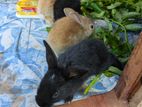 Rabbit in Homagama, Kiriwattuduwa