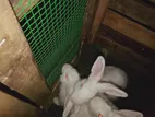 Rabbits
