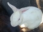 Rabbit