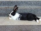 Rabbit