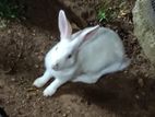 Rabbit