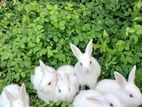 Rabbits