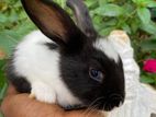 rabbit
