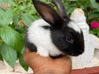 Rabbit