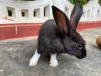 Rabbit