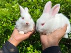 Rabbit
