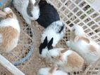 Rabbit