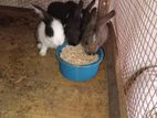 Rabbit