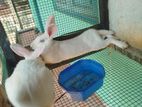 Rabbit