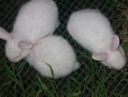 Rabbit